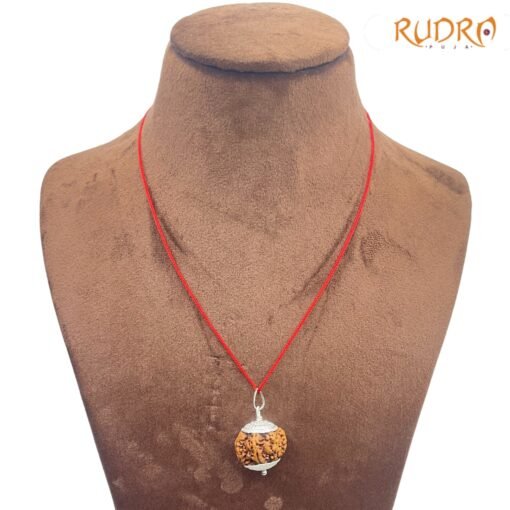 Collector-7-Mukhi-Silver-Capped-Rudraksha-Nepal-22.90-Mm-Fp-C.jpg