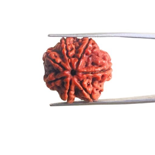 Original-Saat-Mukhi-Rudraksha-Nepal-22.75-Mm-Mp-C.jpg