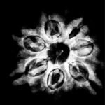 Original Saat Mukhi Rudraksha Nepal - ( 22.75 Mm ) X-Ray