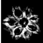 Original Saat Mukhi Rudraksha Nepal - ( 22.75 Mm ) 9 Original Saat Mukhi Rudraksha Nepal - ( 22.75 Mm )