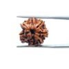 7 Mukhi Nepal Rudraksha ( 17.85 Mm) 35 V7-Mukhi-Nepal-Rudraksha-17.85-Mm-Mp-C.jpg
