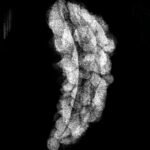 1-Mukhi-Rudraksha.jpg 23.80 Mm