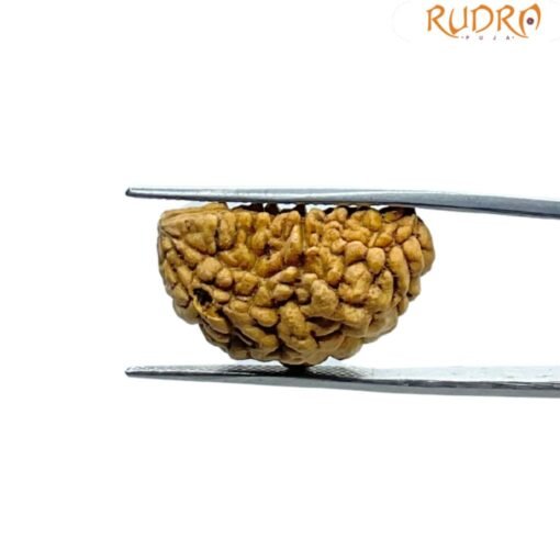 1 Mukhi Rudraksha - ( 23.70 MM)