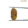 1 Mukhi Rudraksha - ( 23.70 Mm)