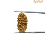 1 Mukhi Rudraksha - ( 23.70 Mm)