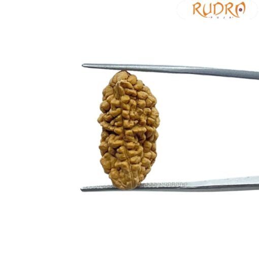 1 Mukhi Rudraksha - ( 23.70 MM)