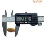 1 Mukhi Rudraksha - ( 23.70 Mm)