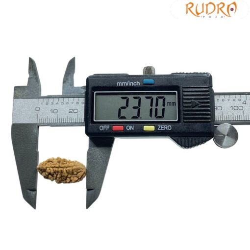 1 Mukhi Rudraksha - ( 23.70 MM)