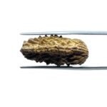 1 Mukhi Rudraksha ( 26.05 MM )