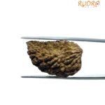 1 Mukhi Rudraksha ( 26.05 Mm )