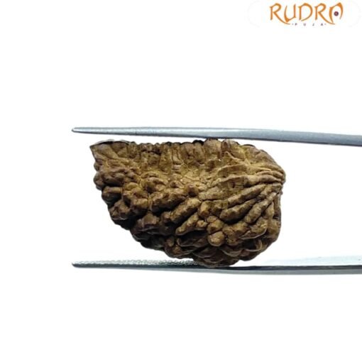 1 Mukhi Rudraksha ( 26.05 MM )