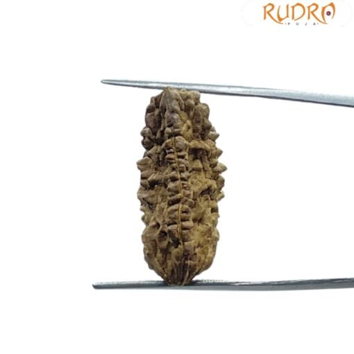 1 Mukhi Rudraksha ( 26.05 MM )