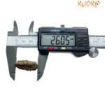 1 Mukhi Rudraksha ( 26.05 Mm )