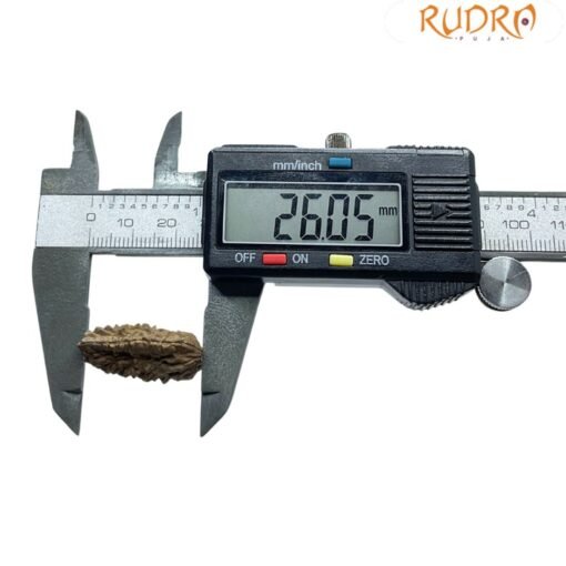 1 Mukhi Rudraksha ( 26.05 MM )