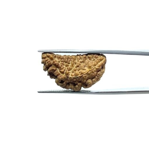 1-Mukhi-Rudraksha-26.40-Mm-Mp-C.jpg
