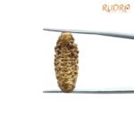 1-Mukhi-Rudraksha-26.40-Mm-Sp-C.jpg