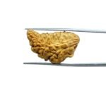 1-Mukhi-Rudraksha-26.42-MM-MP-C.jpg