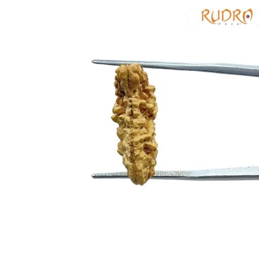 1-Mukhi-Rudraksha-26.42-MM-SP-C.jpg