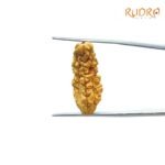 1-Mukhi-Rudraksha-26.60-Mm-Fp-C.jpg