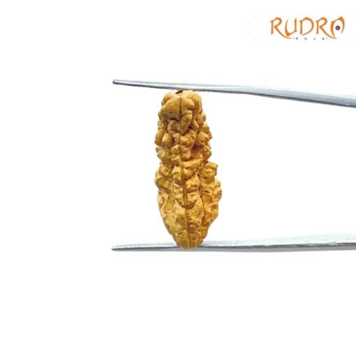 1-Mukhi-Rudraksha-26.60-MM-FP-C.jpg