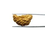 1-Mukhi-Rudraksha-26.60-MM-MP-C.jpg