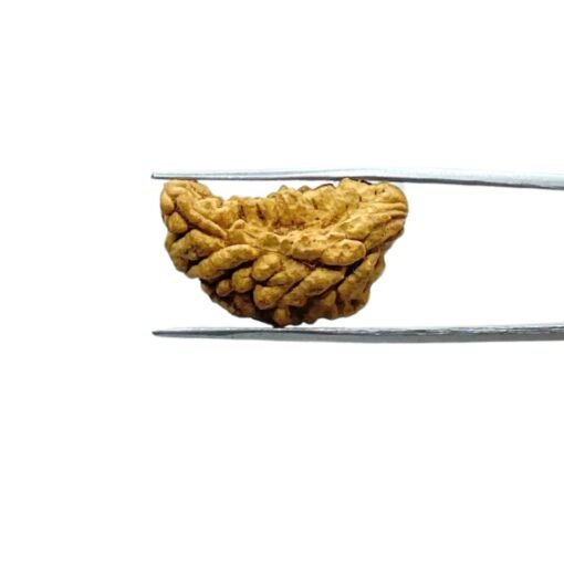 1-Mukhi-Rudraksha-26.60-Mm-Mp-C.jpg