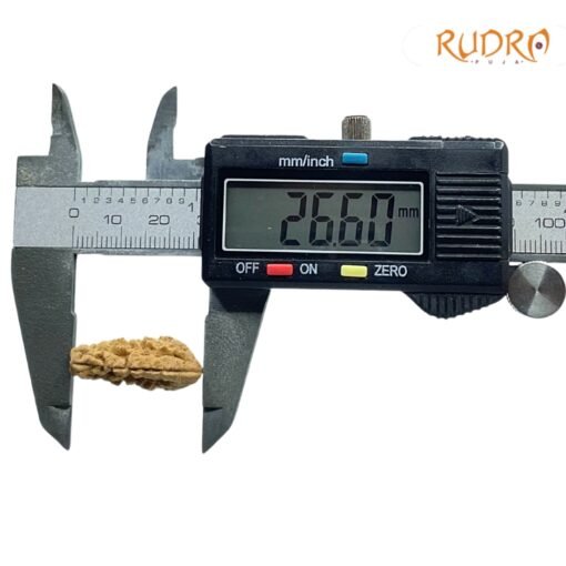 1-Mukhi-Rudraksha-26.60-MM-OP-C.jpg