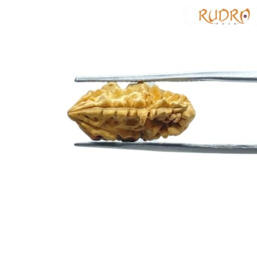 1-Mukhi-Rudraksha-Original-Small-20.93-MM-FP-C.jpg