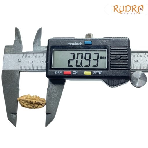 1-Mukhi-Rudraksha-Original-Small-20.93-MM-OP-C.jpg