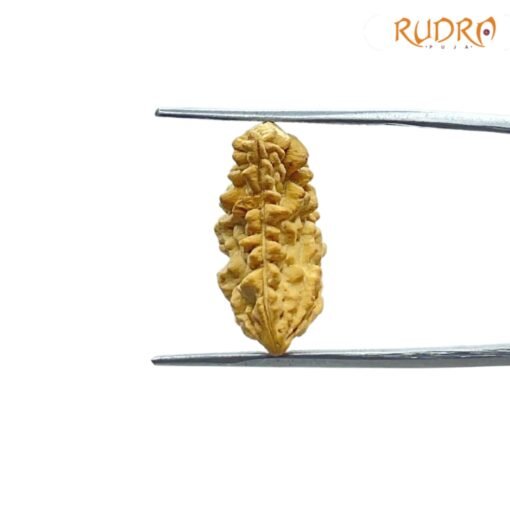 1-Mukhi-Rudraksha-Original-Small-20.93-MM-SP-C.jpg