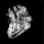 1 Mukhi Rudraksha Original Small ( 21.15 Mm ) 9 1-Mukhi-Rudraksha-Original-Small-21.15-Mm-1-1.Jpg