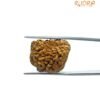 1 Mukhi Rudraksha Original Small ( 21.15 Mm ) 12 1 Mukhi Rudraksha Original Small ( 21.15 Mm )