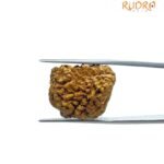 1 Mukhi Rudraksha Original Small ( 21.15 MM )