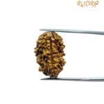 1 Mukhi Rudraksha Original Small ( 21.15 Mm ) 7 1 Mukhi Rudraksha Original Small ( 21.15 Mm )
