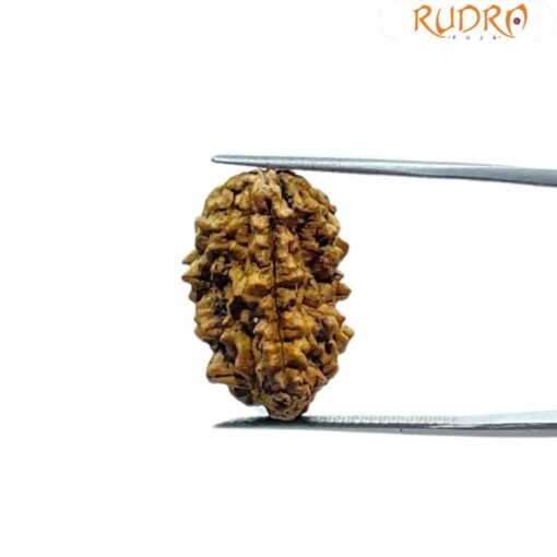 1 Mukhi Rudraksha Original Small ( 21.15 MM )