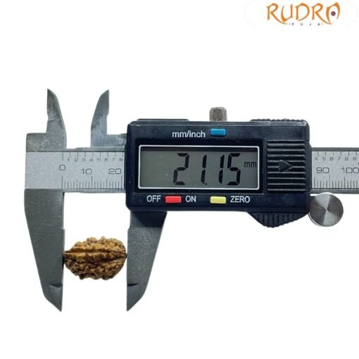 1 Mukhi Rudraksha Original Small ( 21.15 MM )