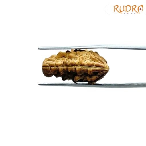 1-Mukhi-Rudraksha-Small-23.00-MM-FP-C.jpg