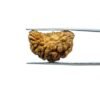 1-Mukhi-Rudraksha-Small-23.00-Mm-Mp-C.jpg