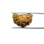 1-Mukhi-Rudraksha-Small-23.00-MM-MP-C.jpg