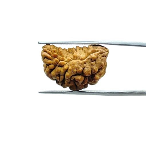 1-Mukhi-Rudraksha-Small-23.00-Mm-Mp-C.jpg