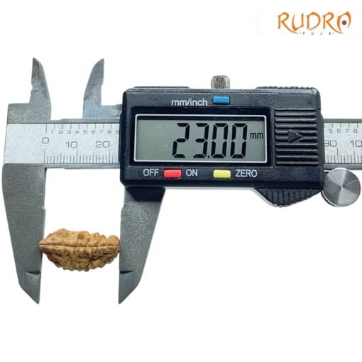 1-Mukhi-Rudraksha-Small-23.00-MM-OP-C.jpg
