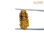 1 Mukhi Rudraksha Small ( 23.40 Mm) 7 1-Mukhi-Rudraksha-Small-23.40-Mm-Fp-C.jpg