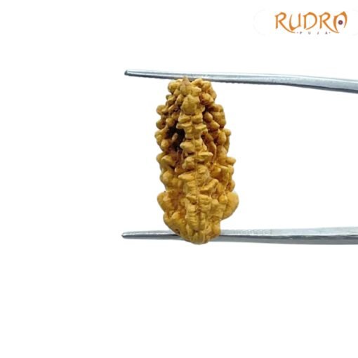 1-Mukhi-Rudraksha-Small-23.40-MM-FP-C.jpg