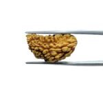 1-Mukhi-Rudraksha-Small-23.40-MM-MP-C.jpg