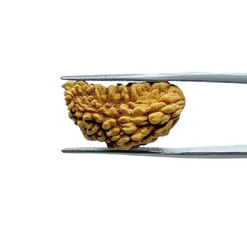 1-Mukhi-Rudraksha-Small-23.40-Mm-Mp-C.jpg