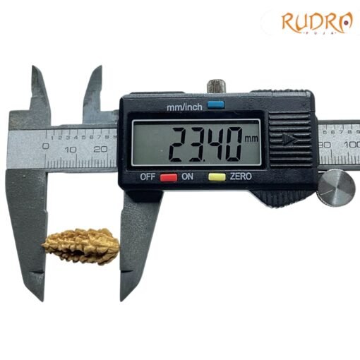 1-Mukhi-Rudraksha-Small-23.40-MM-OP-C.jpg