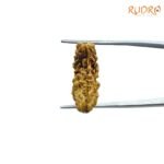 1-Mukhi-Rudraksha-Small-23.80-Mm-Fp-C.jpg