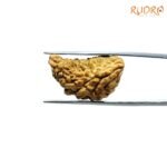 1-Mukhi-Rudraksha-Small-23.80-Mm-Lp-C.jpg