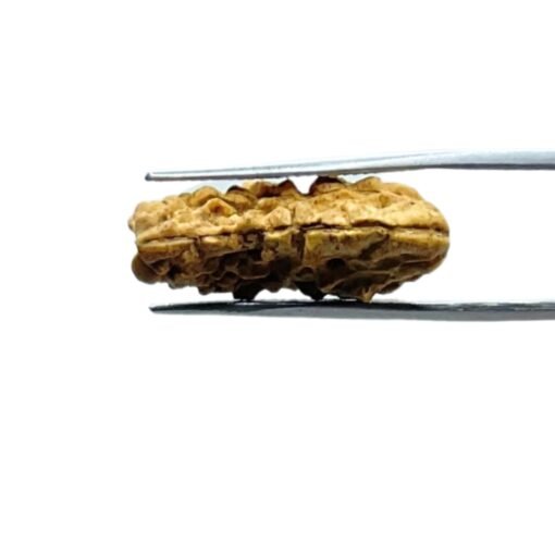 1-Mukhi-Rudraksha-Small-23.80-Mm-Mp-C.jpg