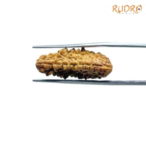 1-Mukhi-Rudraksha-Small-24.50-MM-FP-C.jpg